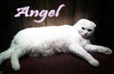 Super Pension pour chat - Hébergement  pour Chat / Cat boarding