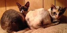Super Pension pour chat - Hébergement  pour Chat / Cat boarding - Photo 4