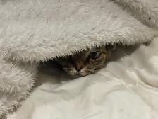 Super Pension pour chat - Hébergement  pour Chat / Cat boarding - Photo 8