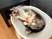 Super Pension pour chat - Hébergement  pour Chat / Cat boarding - Photo 9