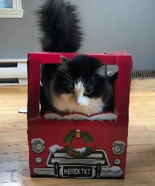 Super Pension pour chat - Hébergement  pour Chat / Cat boarding - Photo 10
