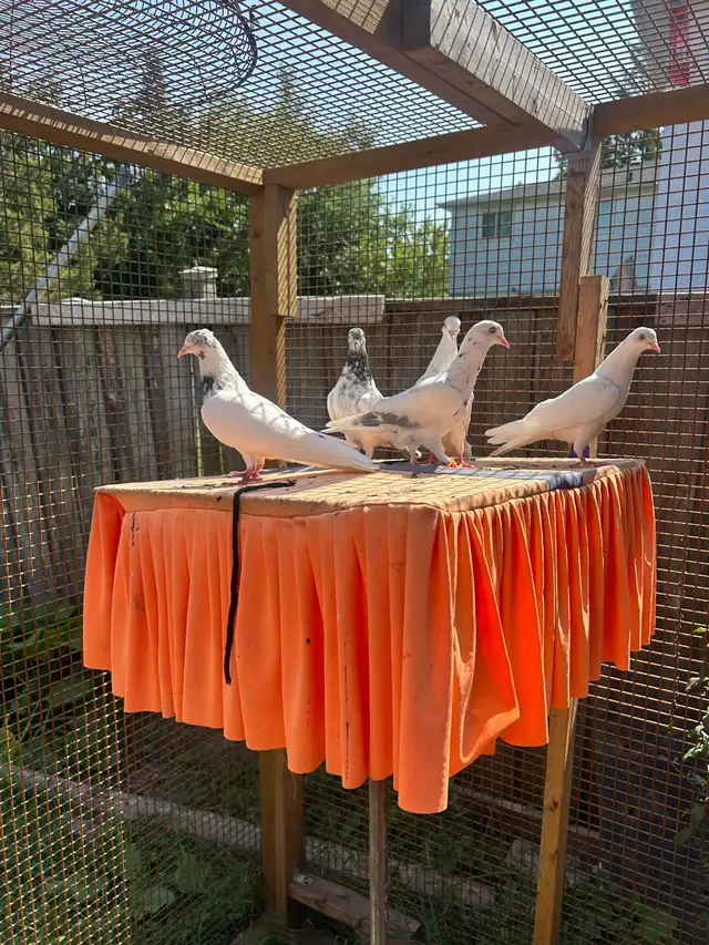 Pigeon on Sale