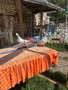 Pigeon on Sale - Photo 2