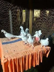 Pigeon on Sale - Photo 3