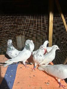 Pigeon on Sale - Photo 4
