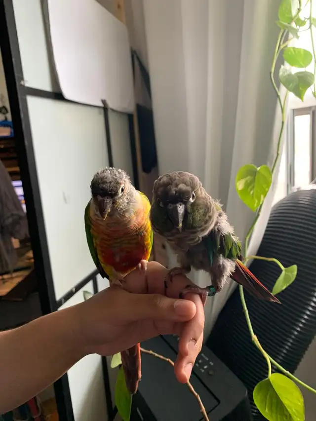 Rehoming for Green Cheeked Convre Parrot
