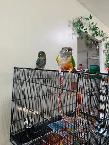Rehoming for Green Cheeked Convre Parrot - Photo 2