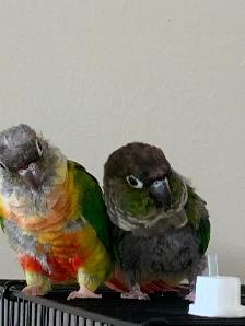 Rehoming for Green Cheeked Convre Parrot - Photo 3