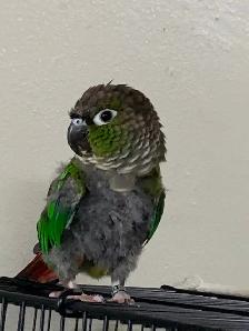 Rehoming for Green Cheeked Convre Parrot - Photo 4