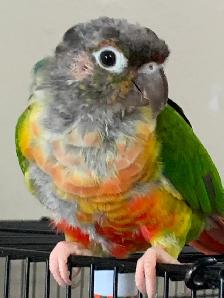 Rehoming for Green Cheeked Convre Parrot - Photo 5