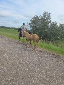 stud draft qh colt