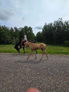 stud draft qh colt - Photo 2