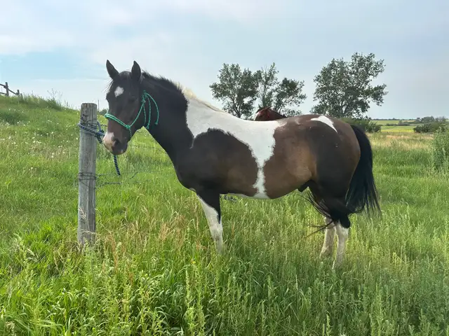 Two 4 year old mustang geldings for sale