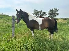 Two 4 year old mustang geldings for sale