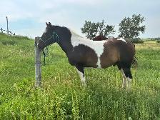 Two 4 year old mustang geldings for sale - Photo 2