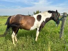 Two 4 year old mustang geldings for sale - Photo 3