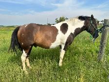 Two 4 year old mustang geldings for sale - Photo 4
