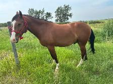 Two 4 year old mustang geldings for sale - Photo 5