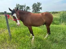 Two 4 year old mustang geldings for sale - Photo 6