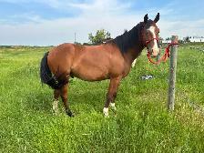 Two 4 year old mustang geldings for sale - Photo 7