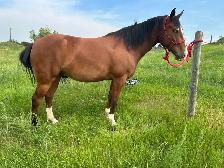 Two 4 year old mustang geldings for sale - Photo 8