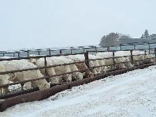 Farm Operator Required - Photo 2