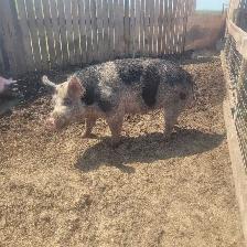 2 year old Berkshire Boar