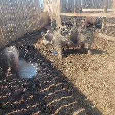 2 year old Berkshire Boar - Photo 2