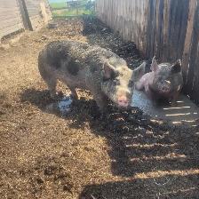 2 year old Berkshire Boar - Photo 3
