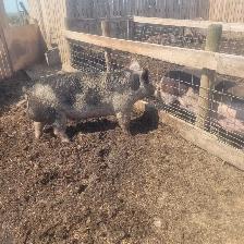 2 year old Berkshire Boar - Photo 4