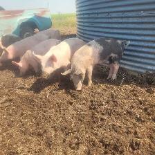 2 year old Berkshire Boar - Photo 5