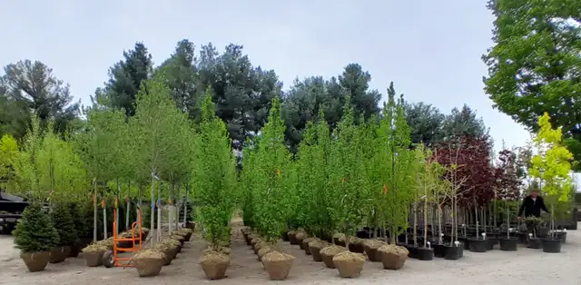 Trees and Hedging for sale! Reasonable prices!