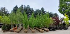 Trees and Hedging for sale! Reasonable prices!