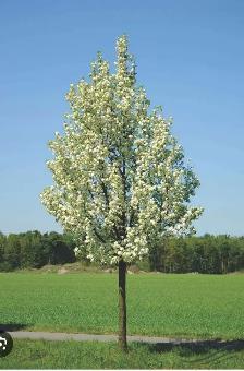 Trees and Hedging for sale! Reasonable prices! - Photo 2