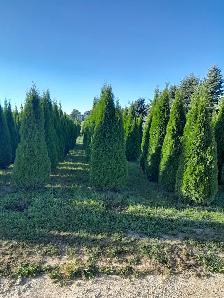 Trees and Hedging for sale! Reasonable prices! - Photo 3