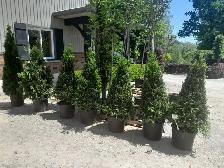 Trees and Hedging for sale! Reasonable prices! - Photo 4