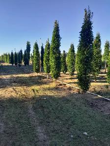 Trees and Hedging for sale! Reasonable prices! - Photo 6