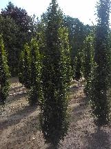 Trees and Hedging for sale! Reasonable prices! - Photo 7