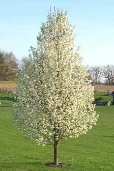 Trees and Hedging for sale! Reasonable prices! - Photo 8