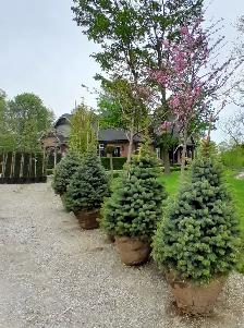 Trees and Hedging for sale! Reasonable prices! - Photo 10