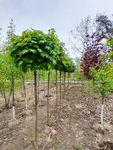 Trees and Hedging for sale! Reasonable prices! - Photo 11