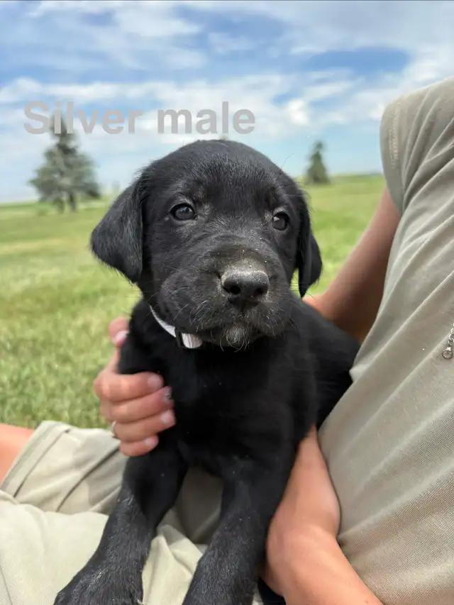 Labrador puppies pure bred