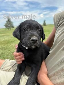 Labrador puppies pure bred