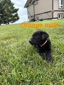 Labrador puppies pure bred - Photo 2
