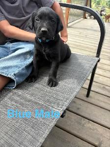 Labrador puppies pure bred - Photo 3