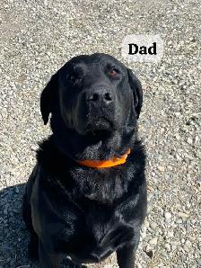 Labrador puppies pure bred - Photo 4