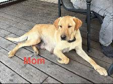 Labrador puppies pure bred - Photo 5