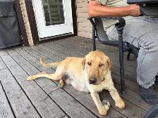 Labrador puppies pure bred - Photo 6