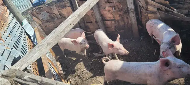 weaner pigs
