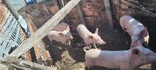 weaner pigs